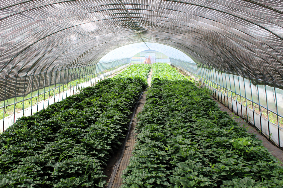 6月出荷（高系14号）